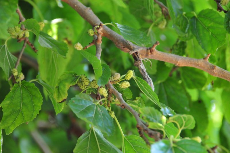 Morus alba / Gelso bianco